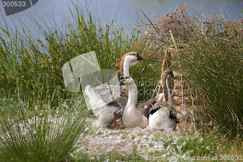 Image of goose