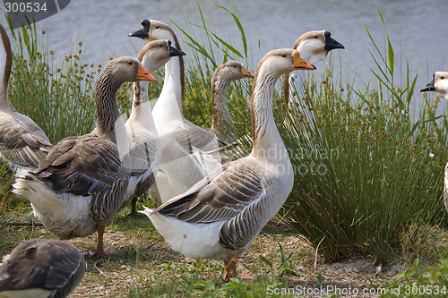 Image of goose