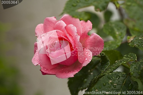 Image of pink rose after rain