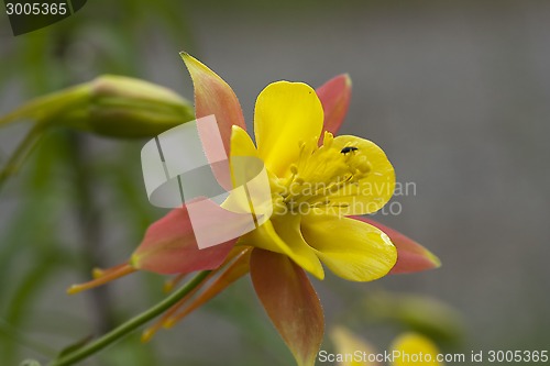 Image of columbine