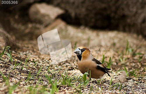 Image of hawfinch