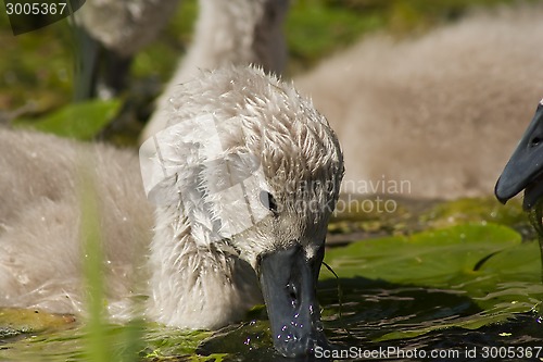 Image of cygnet