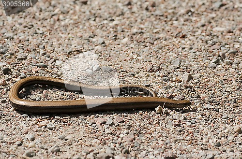 Image of slow worm