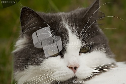 Image of cat face