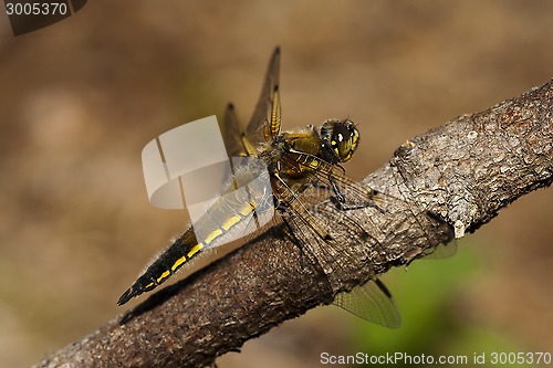 Image of dragon fly
