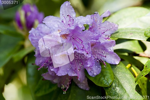 Image of rhododendron