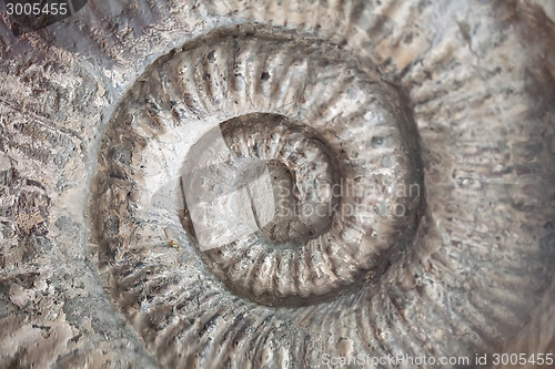 Image of fossil shell pattern spiral texture