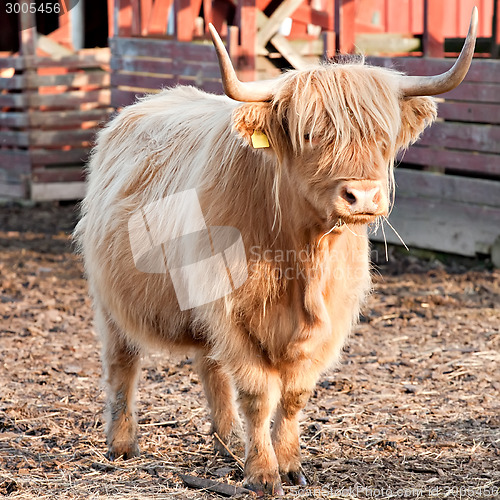 Image of longhaired bull full-length view