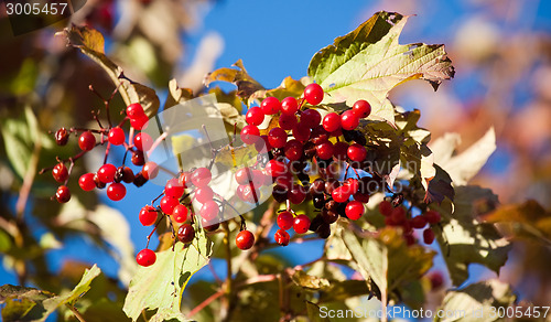 Image of arrowwood berries