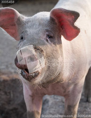 Image of big pig snout closeup portrait