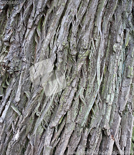 Image of tree bark texture closeup