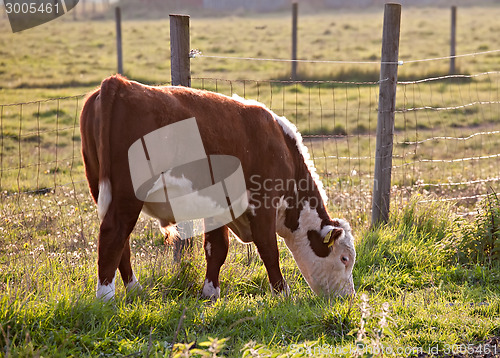 Image of young bull on pasture