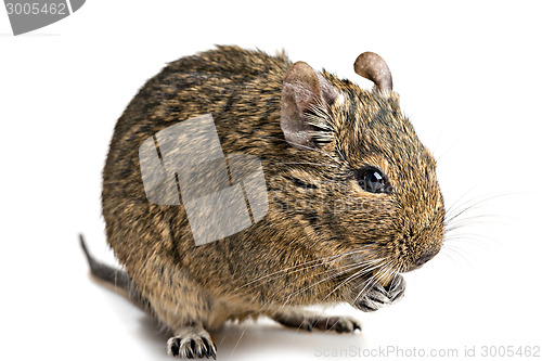 Image of degu mouse closeup isolated on white