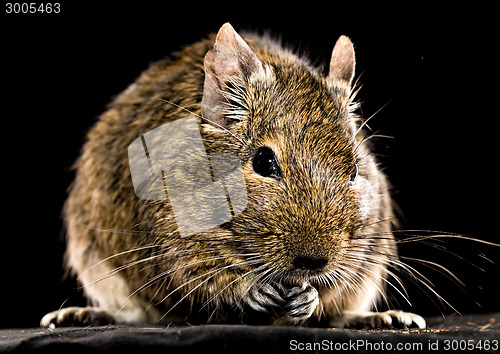 Image of degu mouse closeup on black background