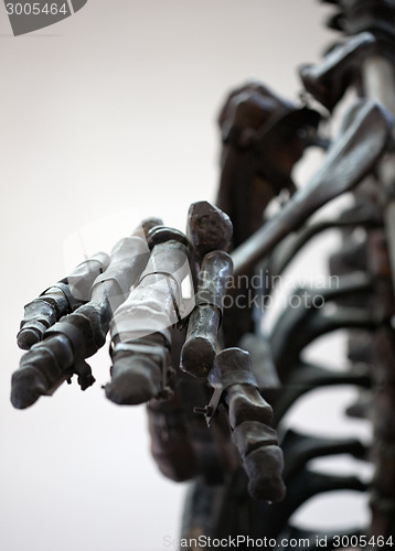 Image of dinosaur skeleton palm closeup