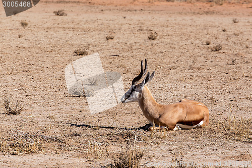 Image of Springbok Antidorcas marsupialis