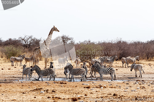 Image of Giraffa camelopardalis and zebras drinking on waterhole