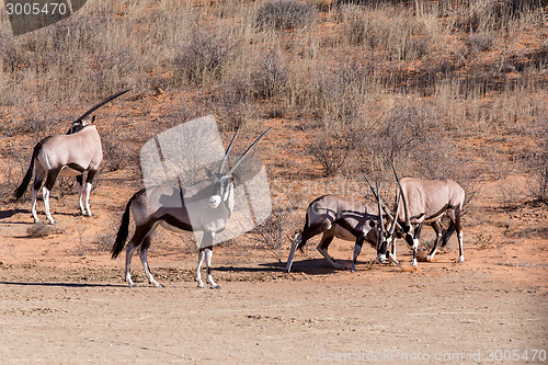 Image of fight between two male Gemsbok, Oryx gazella