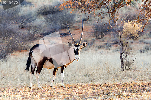 Image of Gemsbok, Oryx gazella on sand dune