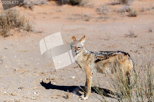 Image of black-backed jackal (Canis mesomelas)