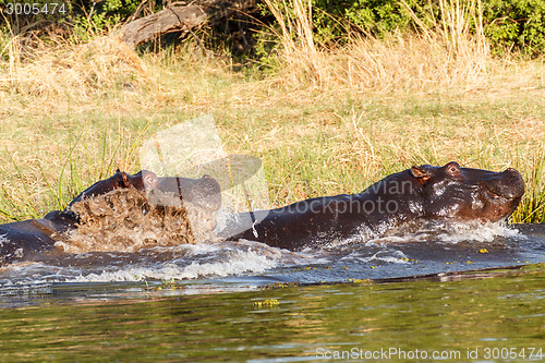 Image of Two fighting young male hippopotamus Hippopotamus