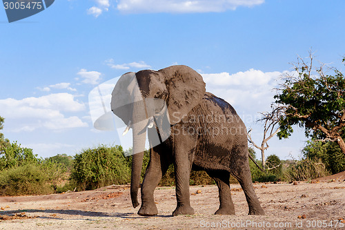 Image of African Elephant in Chobe National Park