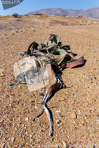 Image of Welwitschia mirabilis, Amazing desert plant, living fossil