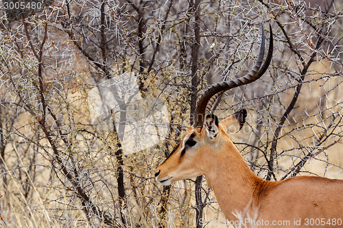 Image of Portrait of Springbok Antidorcas marsupialis