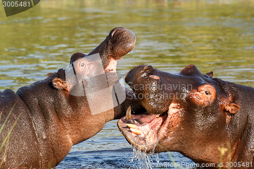 Image of Two fighting young male hippopotamus Hippopotamus