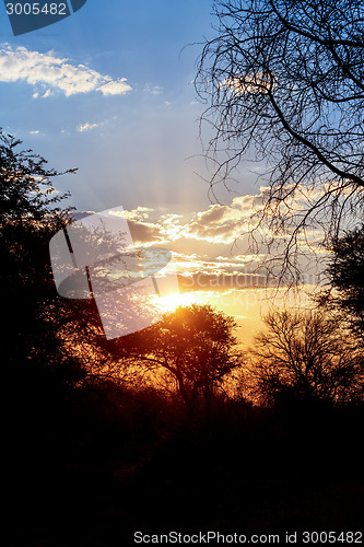 Image of African sunset with tree in front