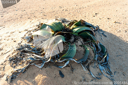 Image of Welwitschia mirabilis, Amazing desert plant, living fossil