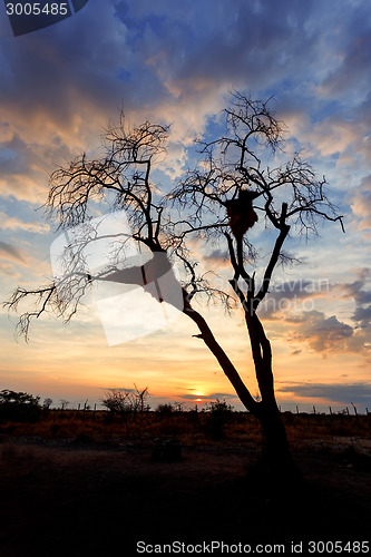 Image of African sunset with tree in front