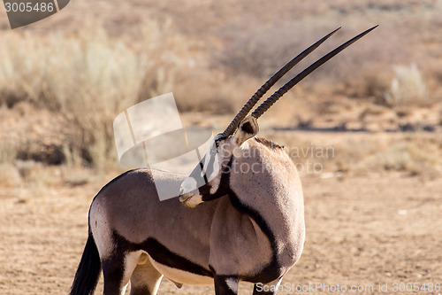 Image of portrait of Gemsbok, Oryx gazella