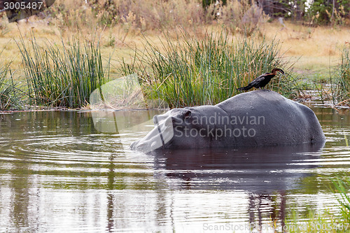 Image of Ardea goliath perched on hippo's back