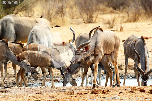 Image of herd of Kudu drinking from waterhole