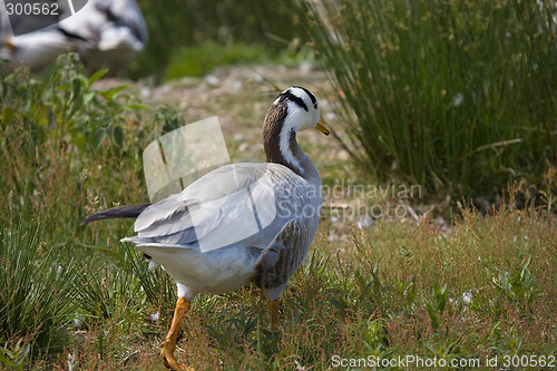 Image of goose