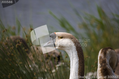 Image of goose