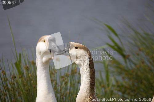 Image of goose