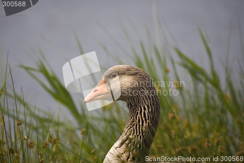 Image of goose