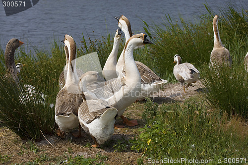 Image of goose