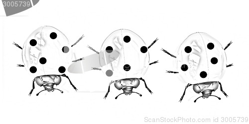 Image of Ladybirds