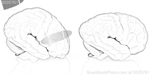 Image of Human brains
