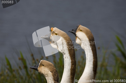 Image of goose
