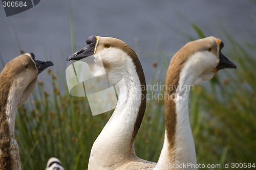Image of goose