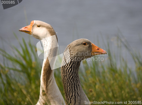 Image of goose