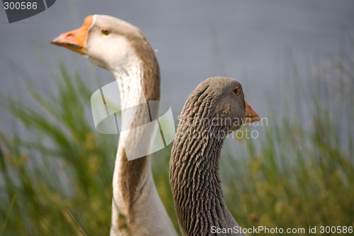 Image of goose