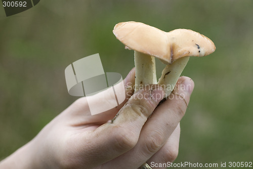 Image of mushroom