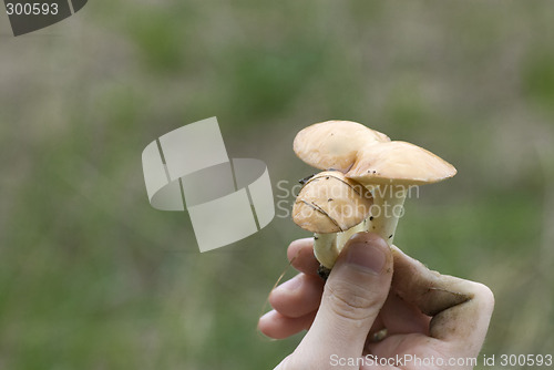 Image of mushroom