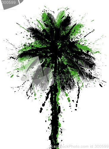 Image of Coconut palm