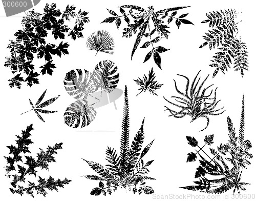 Image of Grunge plant elements